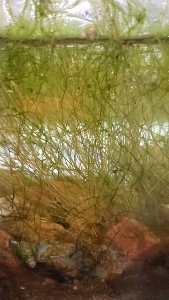 Amazing how its grown in 1 year. Amazing how its grown in 1 year.
