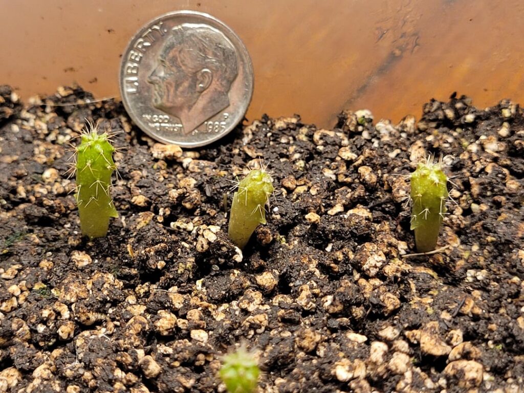 Planning my first grafts Planning my first grafts