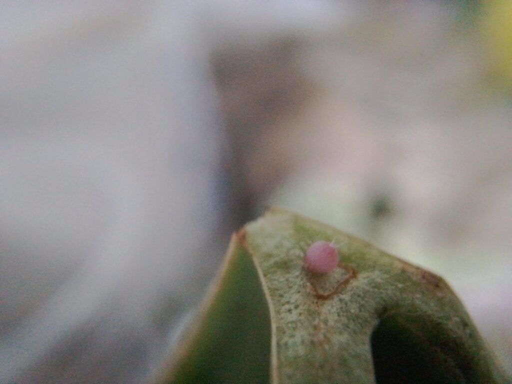 smallest mammilaria seedling albino graft ever ! it took ! little over 1mm,its already growing