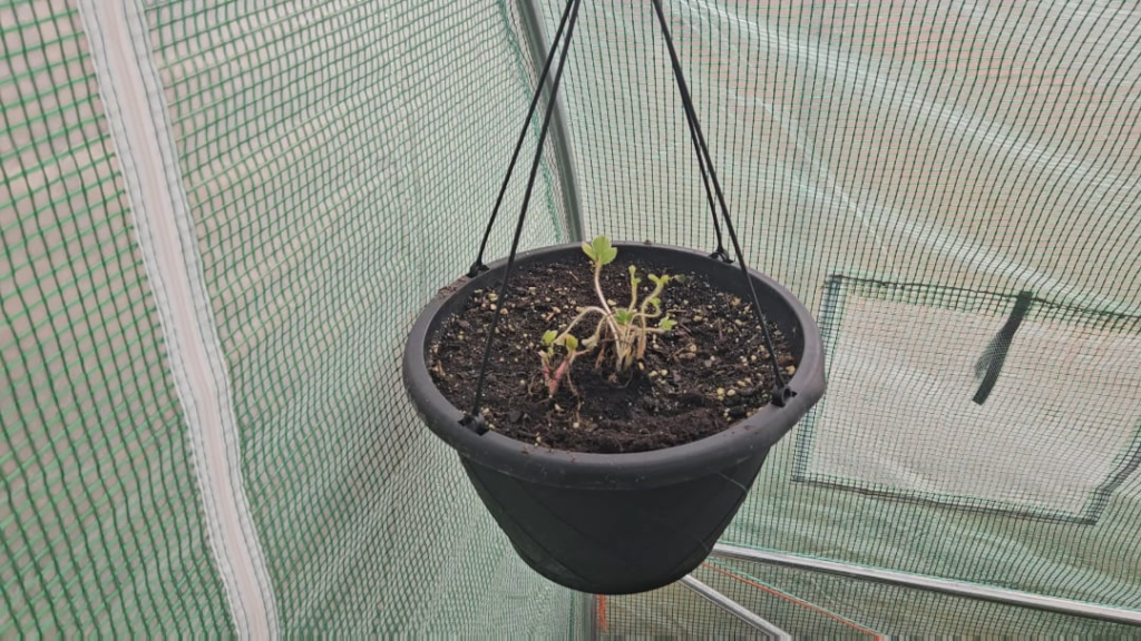 February 29th Greenhouse Update