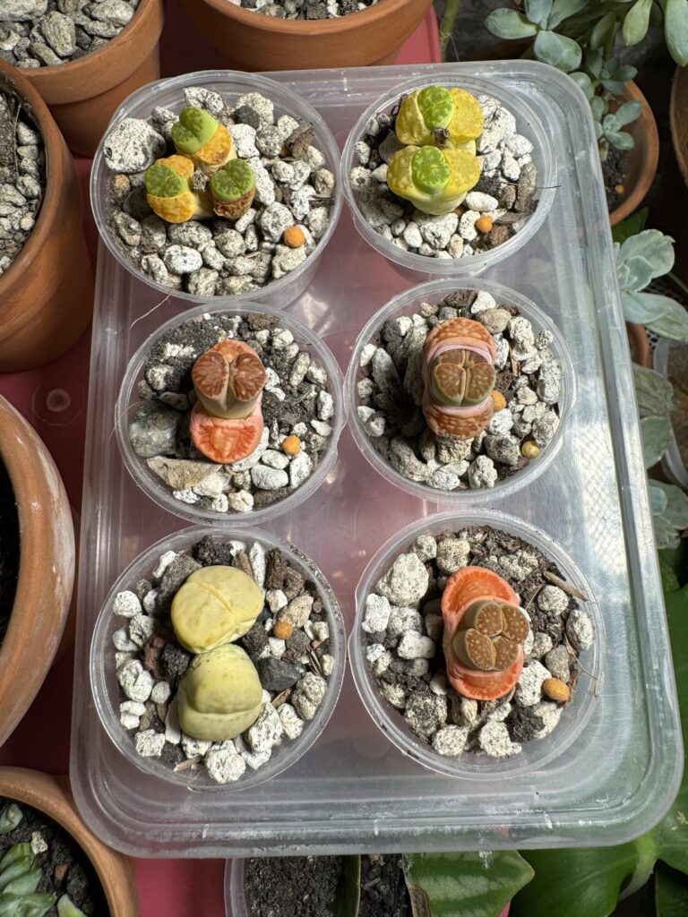 Lithops without tap root… will it survive?