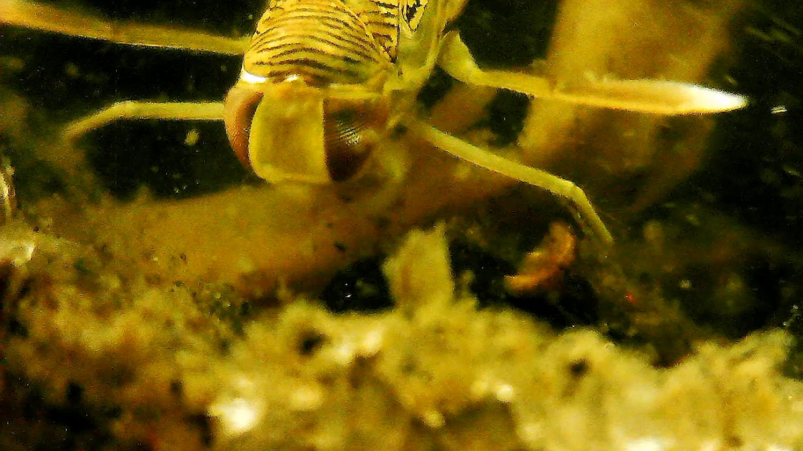 The eyes of the water boatman.