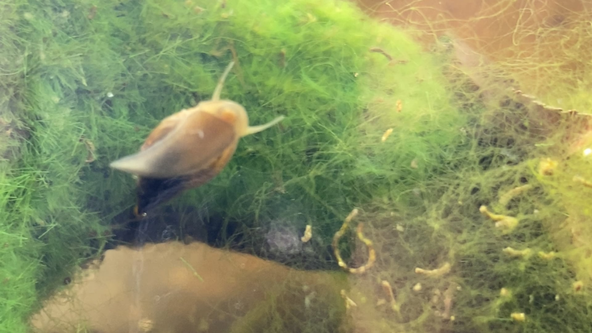 Forgotten ecosphere has life!! Forgotten ecosphere has life!!