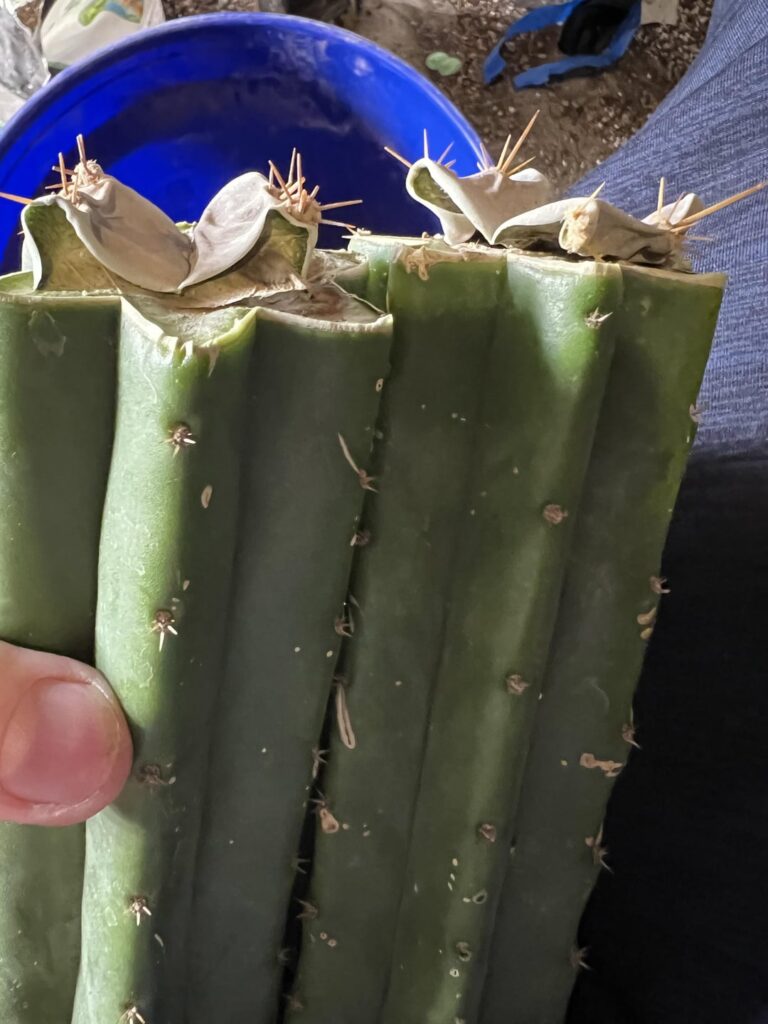 My grafts always die