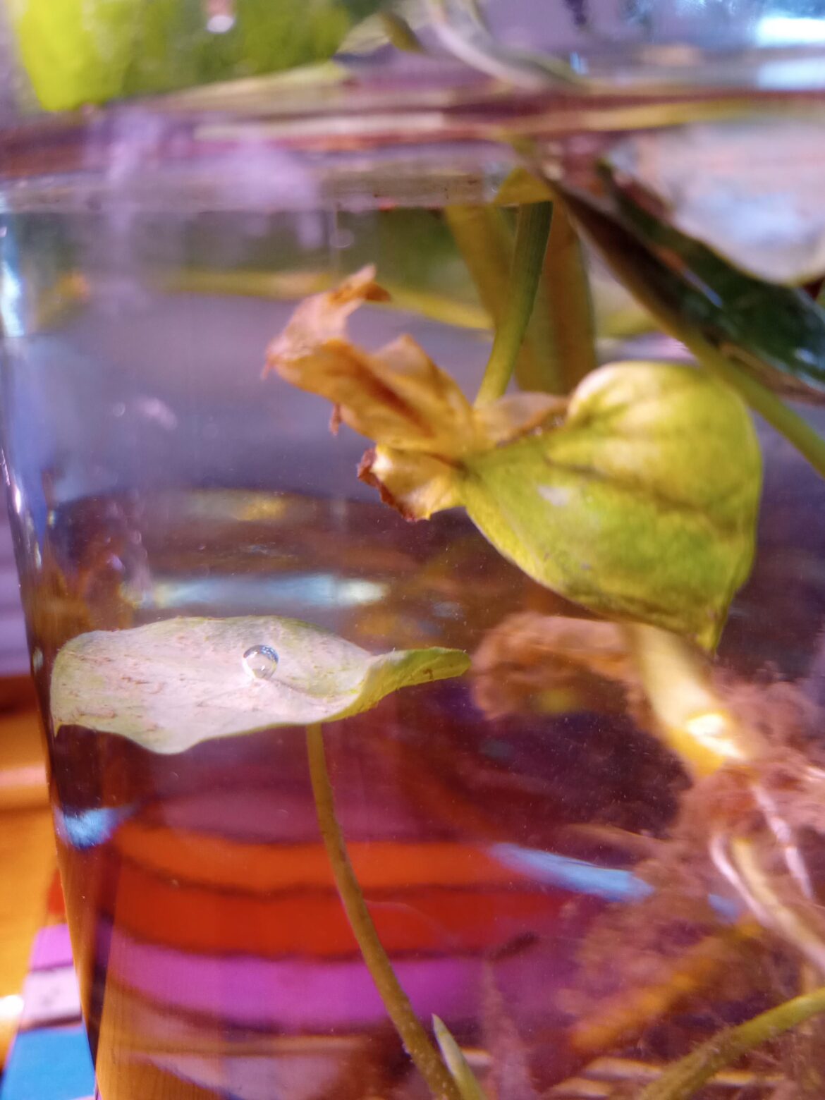 Ecosphere - take 2! (Specimens donated by Walnut Creek in South Texas)
