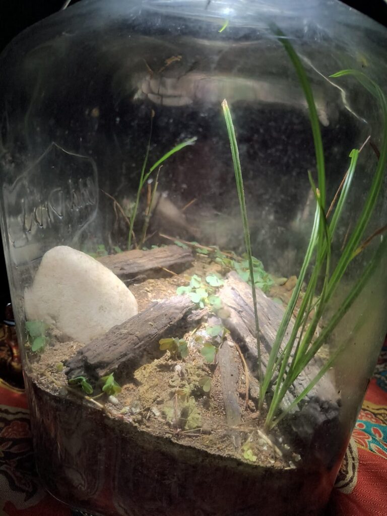 20 Month Old Land Ecosphere 20 Month Old Land Ecosphere