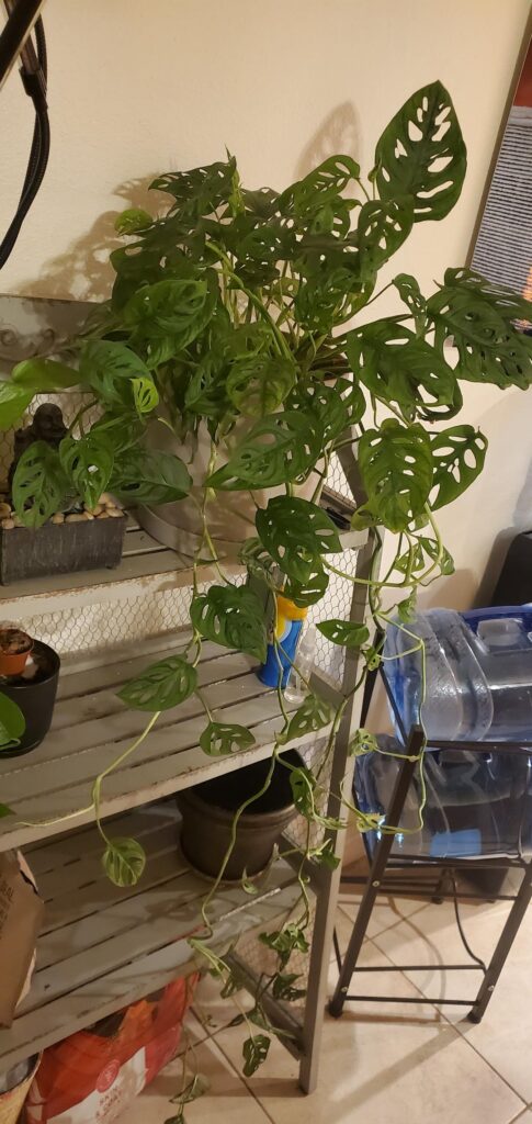 Should I trim him or continue to let him grow?