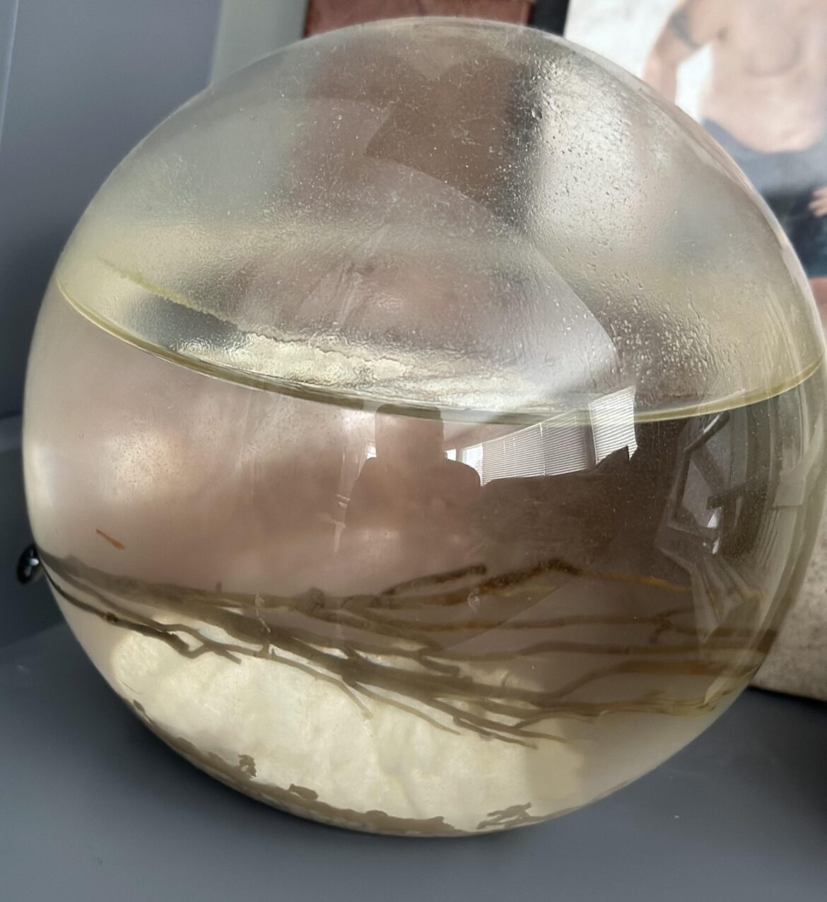 Over 20 years old and I still have a shrimp