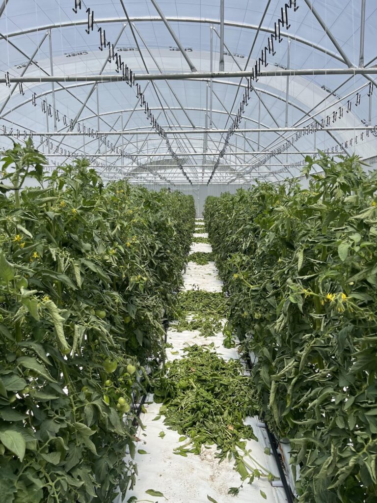 Greenhouse update