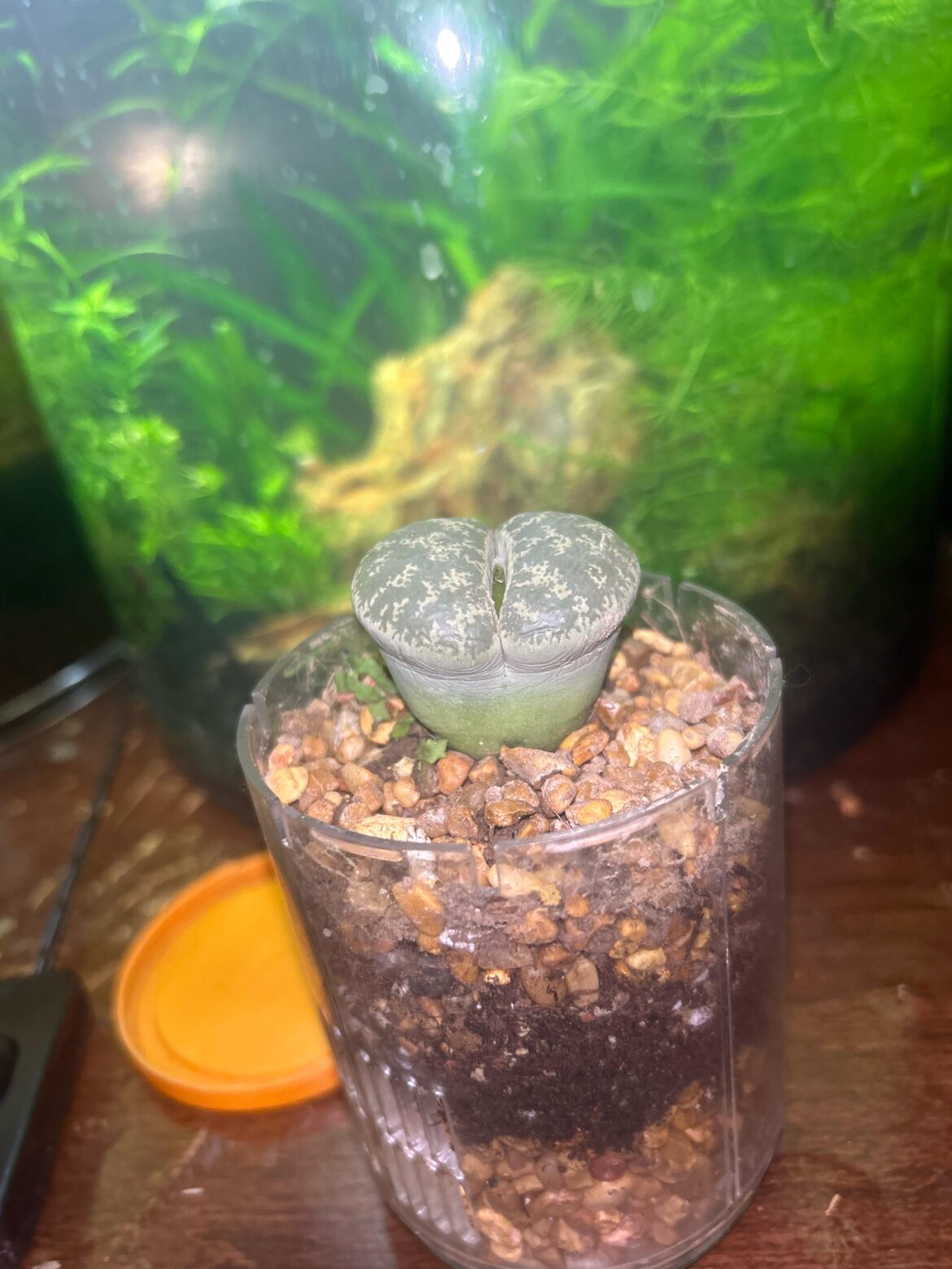 Is it dying?