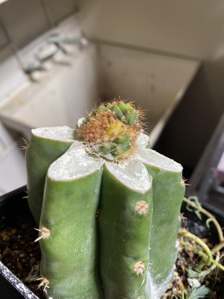 TPM x Debra’s Terscheckii variegated crest graft success!!!!!!!