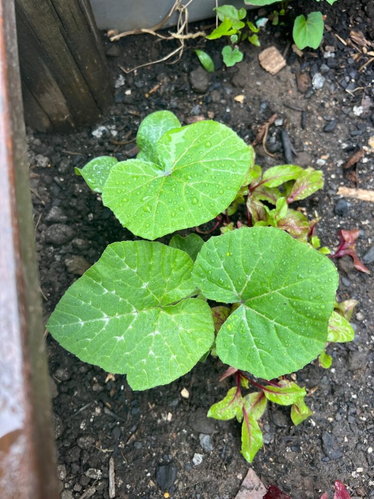 What is growing in my beetroot?