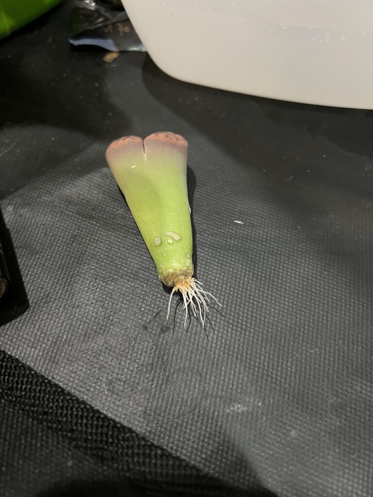 Root regrowth after an accidental decapitation