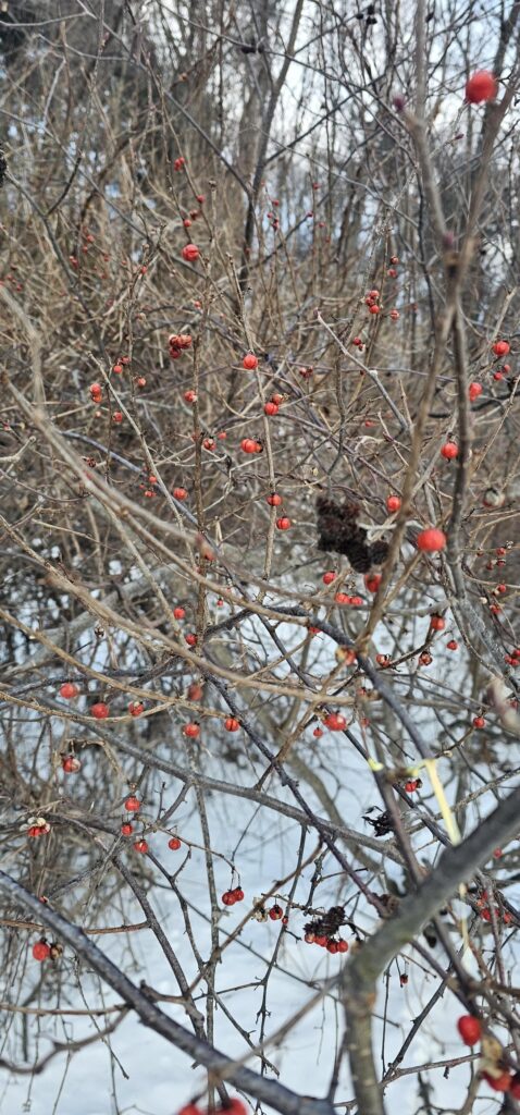 Anyone know this berry?