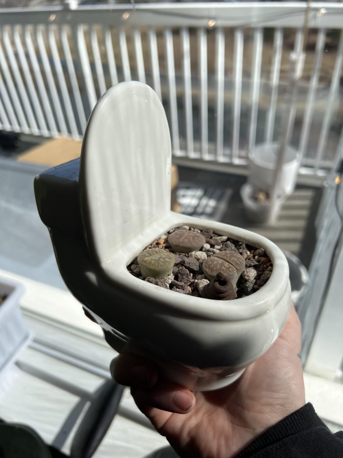 Obligatory toilet pot