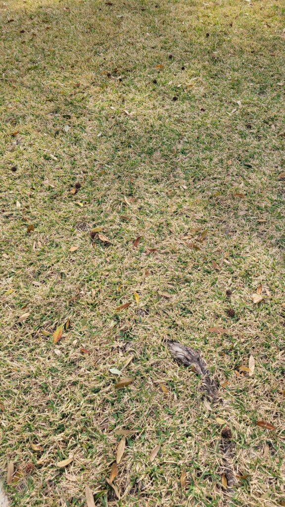 Houston,Texas (should I dethatch)?