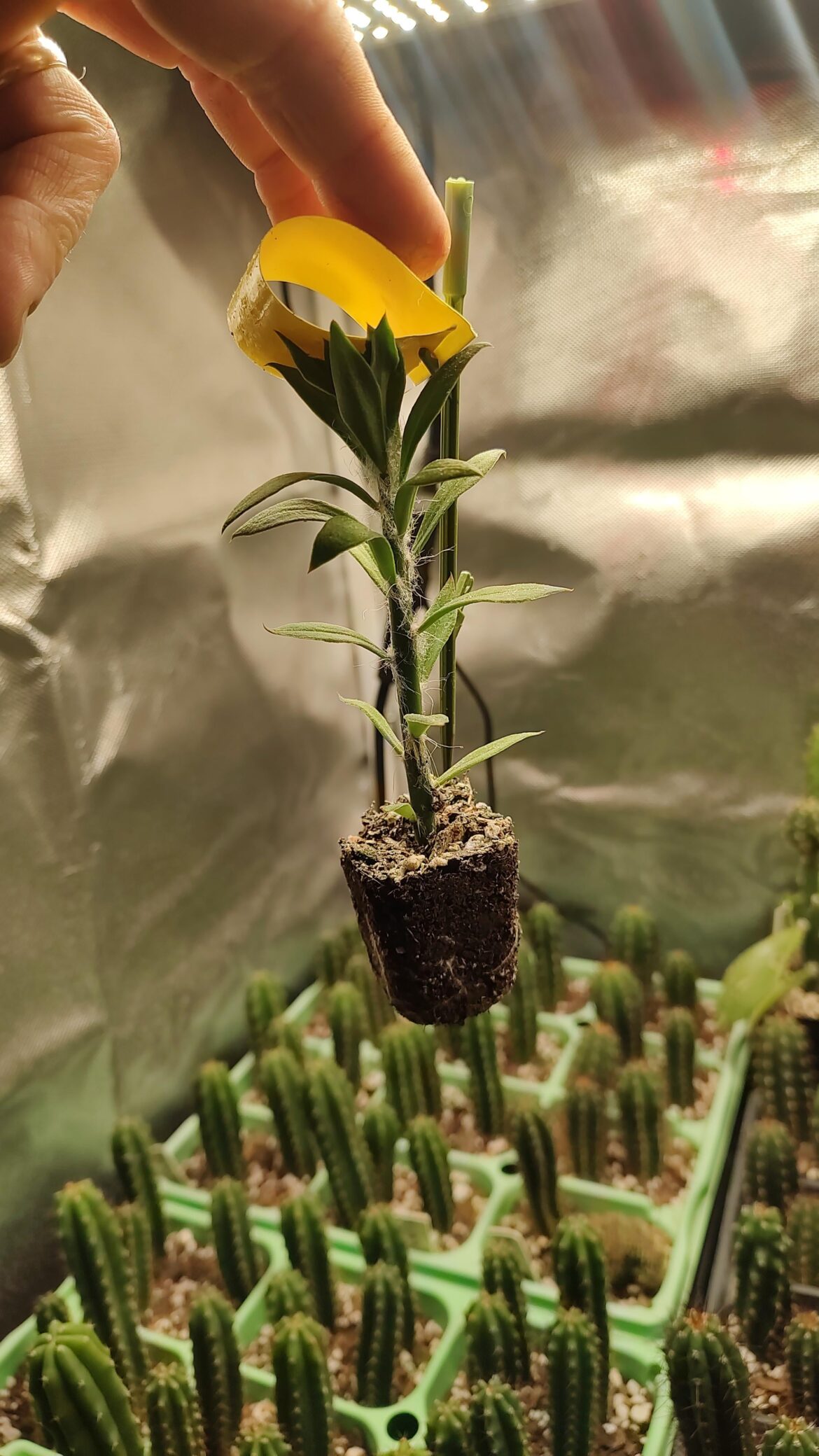 New pere handling tek