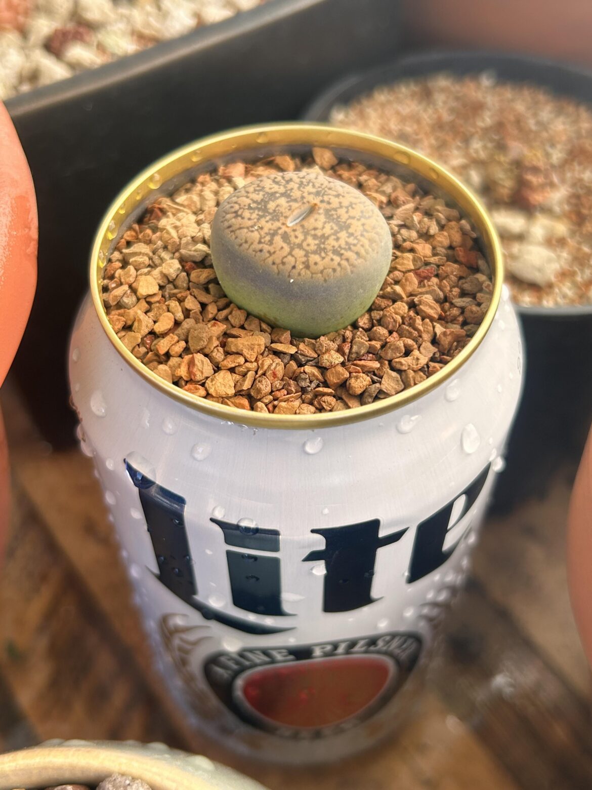 Lithop Lite
