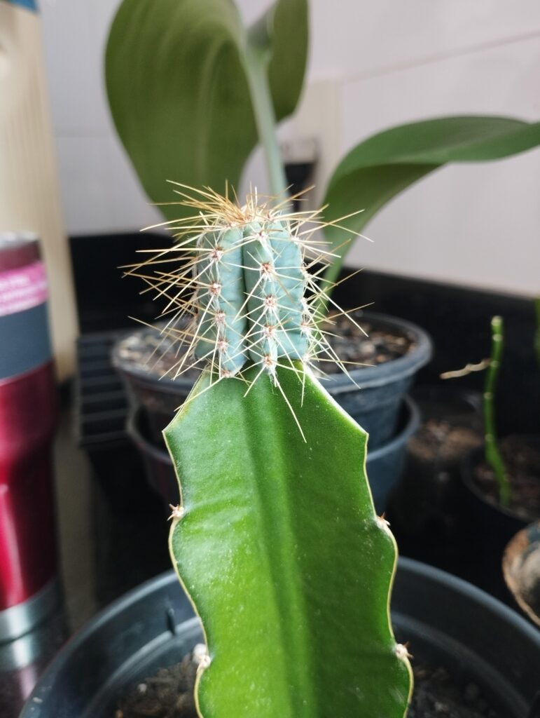 How do I tell if it worked? First graft ever