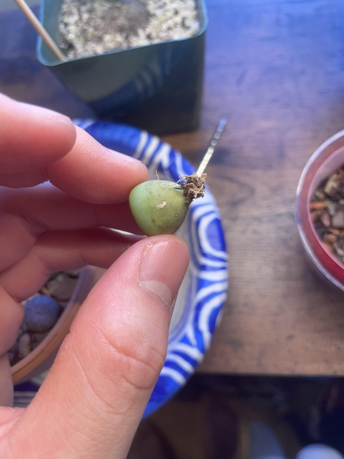 Help: White spots