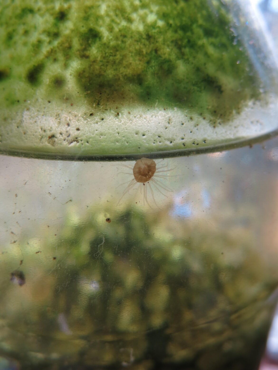 4 year old salt water/estuary ecosystem (2L) - balanced with a reproducing population of anemones feeding on copepods.