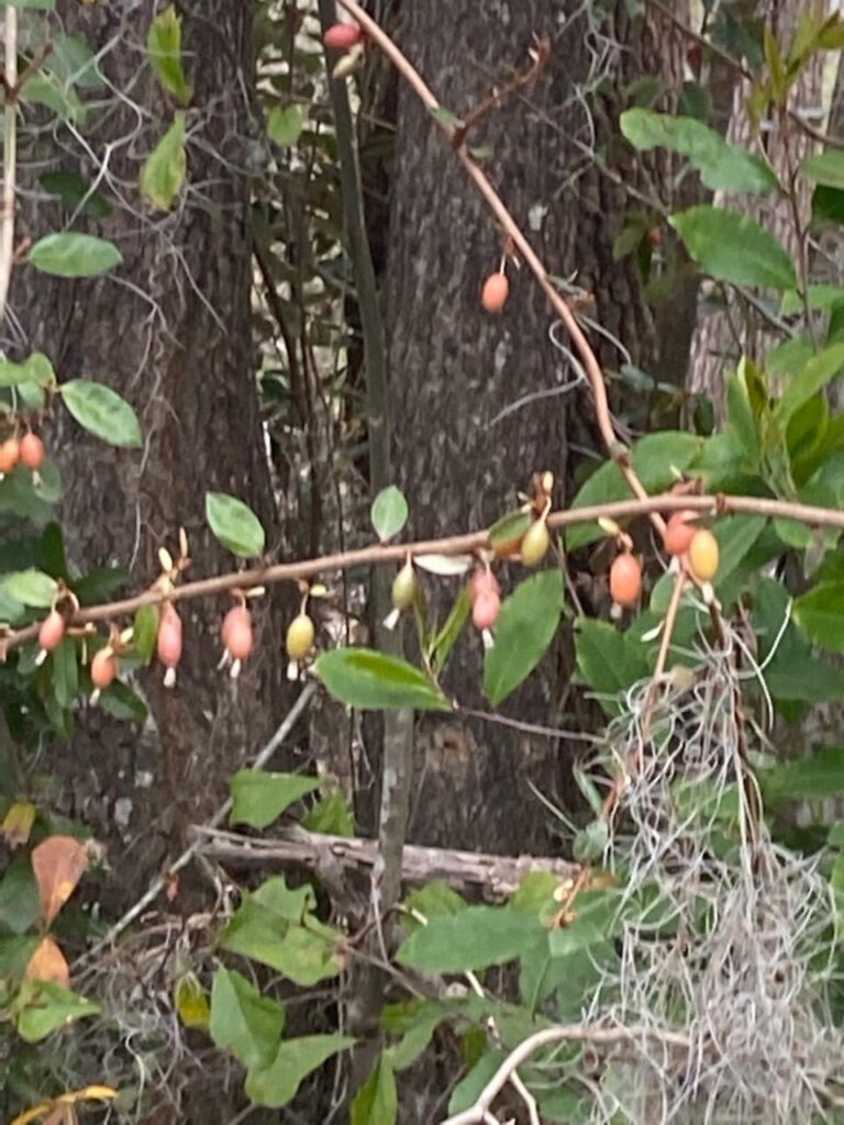 Does anyone know what these are?
