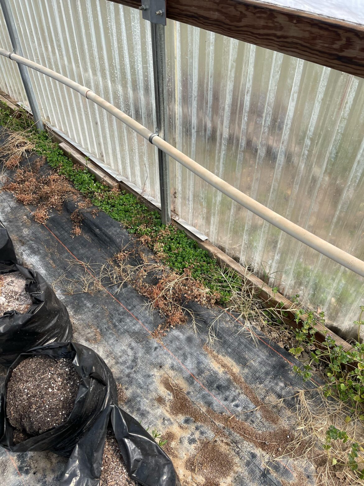 New greenhouse owner here, need some advice…