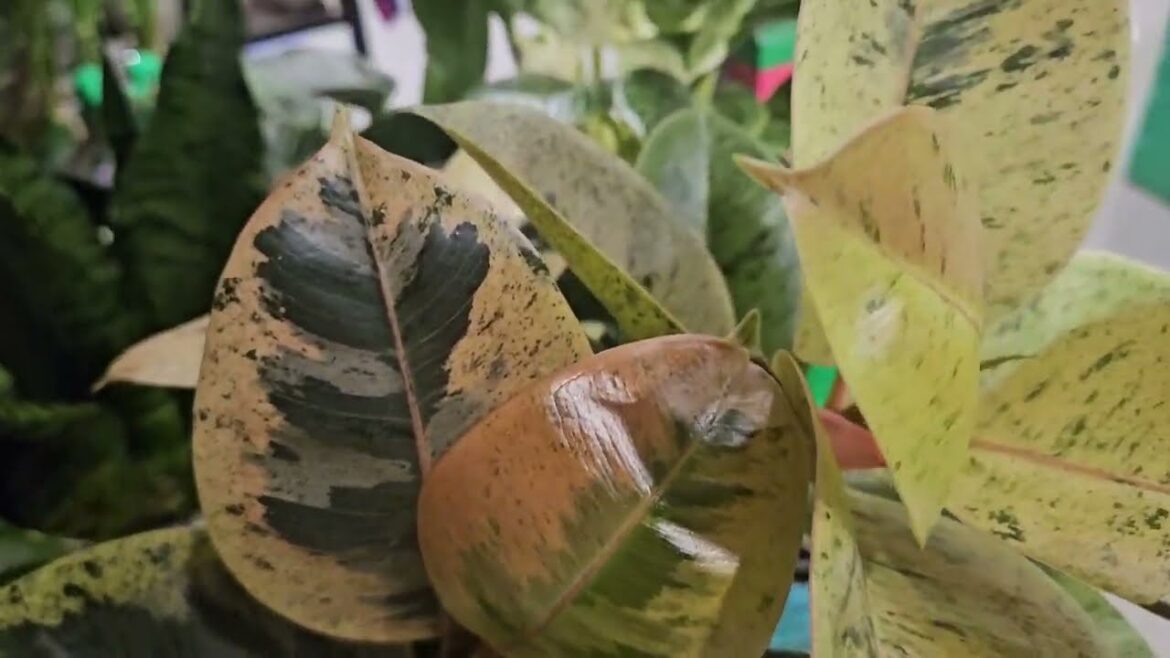 Plant Shopping at Lowes! | Live Trends Plant Shopping at Lowes! | Live Trends