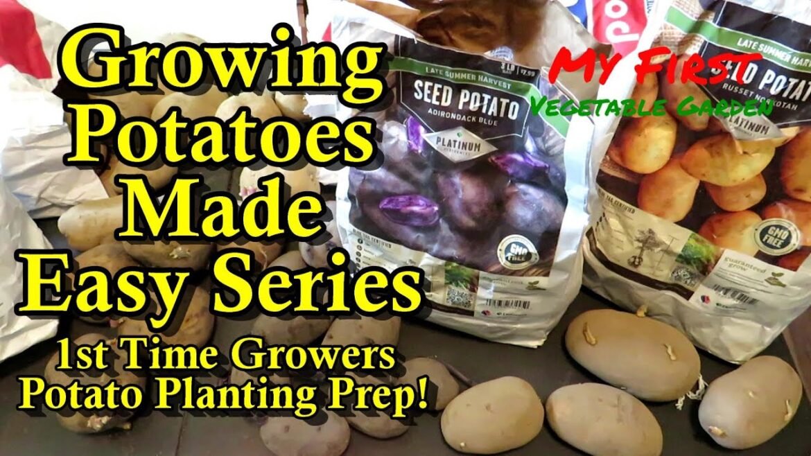 Gary Pilarchik: Growing Potatoes for New Gardeners E1: Preparing to Plant – Varieties, Types, Chitting, & Cutting Growing Potatoes for New Gardeners E1: Preparing to Plant - Varieties, Types, Chitting, & Cutting