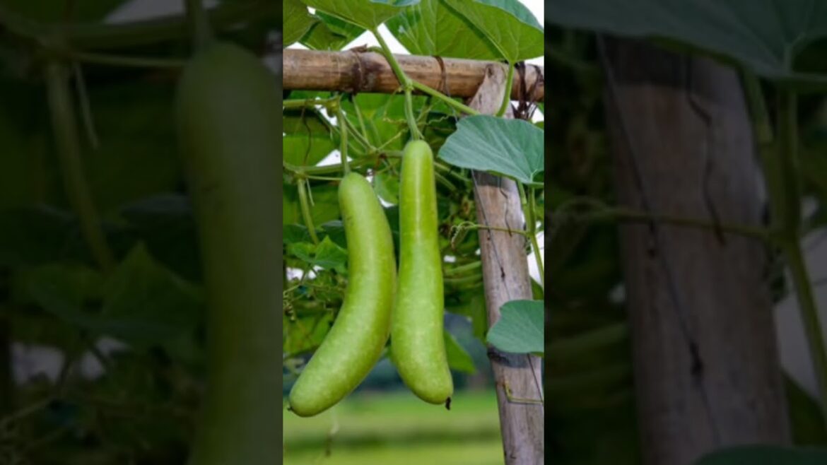 #gardening #vegetables #garden #plants #food #organicgardening #rose #gardern #gardendesign #terrace