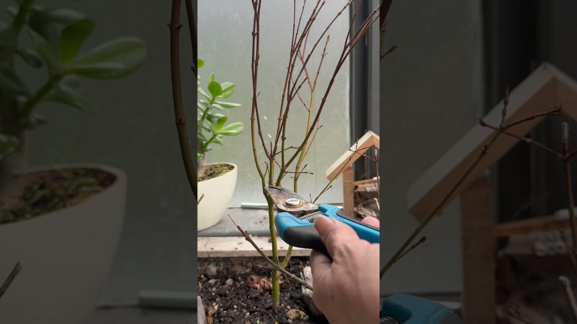 Winter Japanese maple trim #new #japan #world #trending #garden #bonsaiuk #bonsaijapan #bonsaigarden Winter Japanese maple trim #new #japan #world #trending #garden #bonsaiuk #bonsaijapan #bonsaigarden