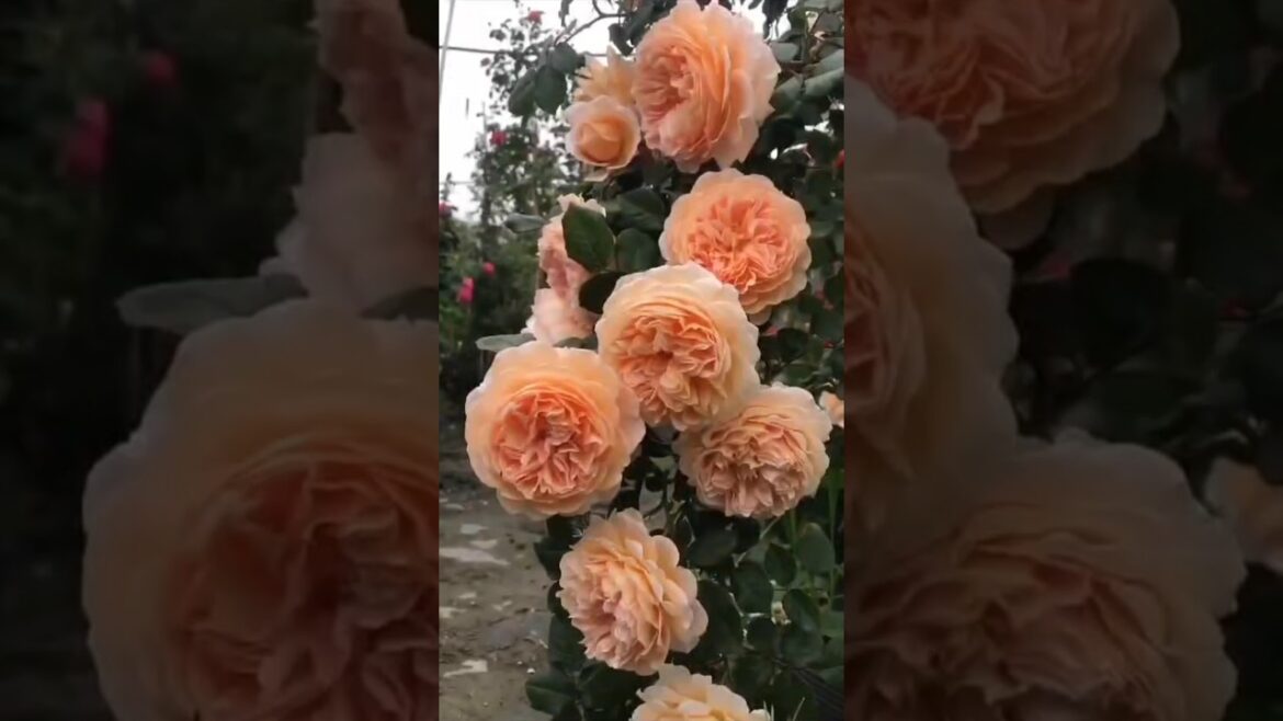 Beautiful Garden Roses Collection || Beautiful Garden Roses #shorts