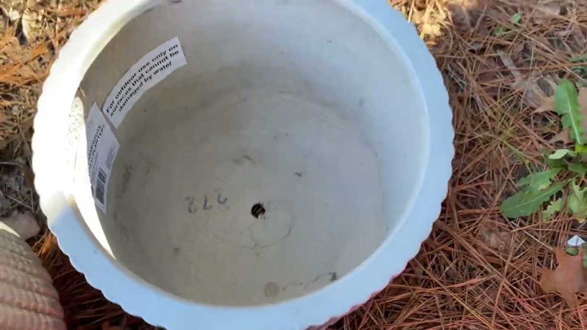 How to star a container Garden part 1 Garden series. ​⁠@PGTV101