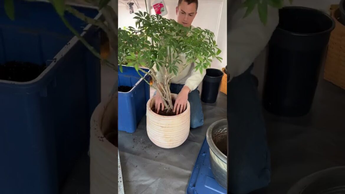 Let’s give this Schefflera some new life! | Plant Gardener Let’s give this Schefflera some new life! | Plant Gardener