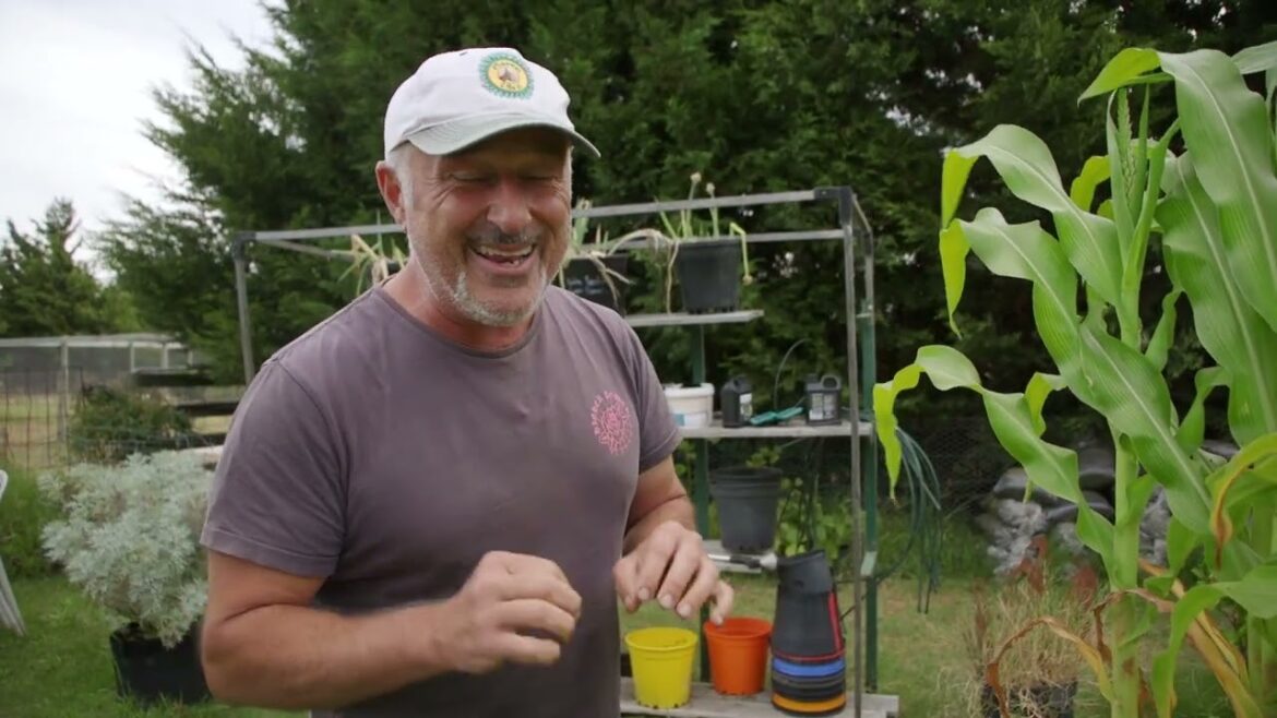 The Benefits of the Garden Guardians – Ladybugs The Benefits of the Garden Guardians - Ladybugs