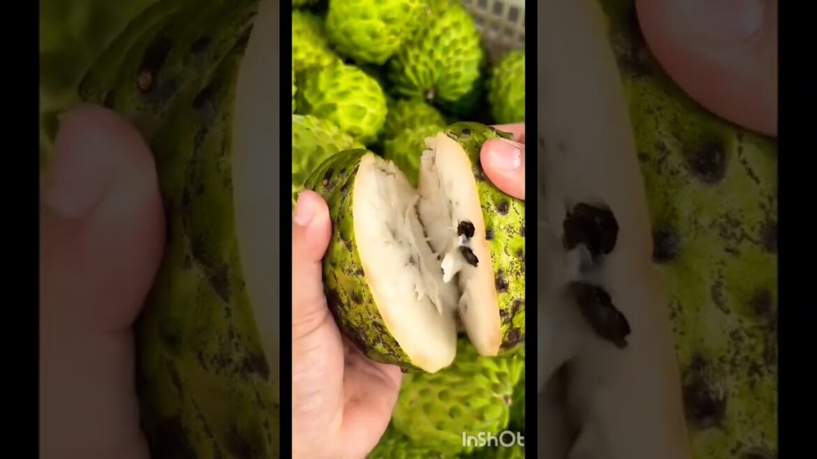 The sweetest fruit in the world, pineapple custard apple # fruit seedling supply