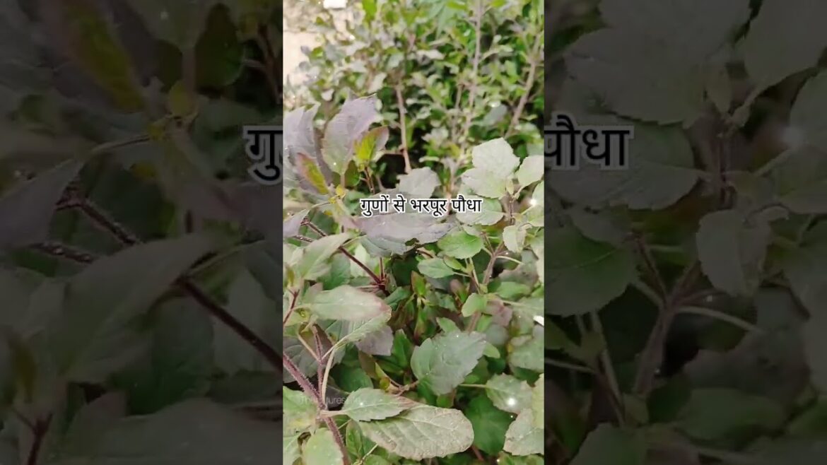 Tulsi Ke Gun🙏#gardening #plants #trending #flowers #tulsi