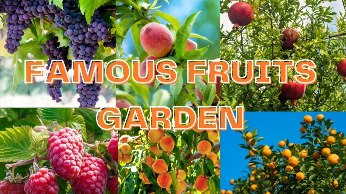 Fruits gardening and edible landscaping plants for Fruit Garden Ideas|কথাকল্পের জানালা|