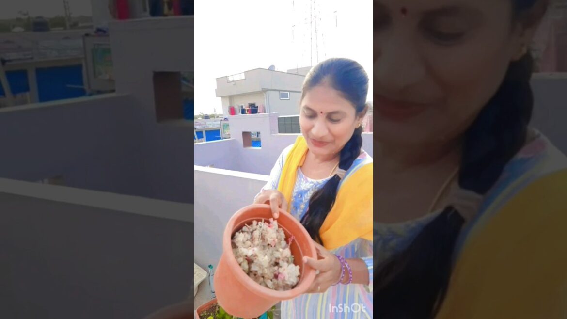 chukka kura seeds ready #gardener #trending #viral #minivlog #shortsfeed #shorts #love #tips