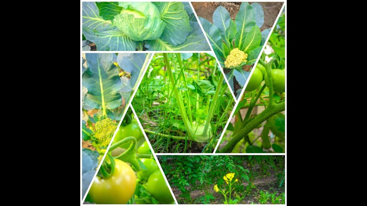 vegetable garden। Nice video 💯 garden#garden# vegetable । gardening।#vegetableart