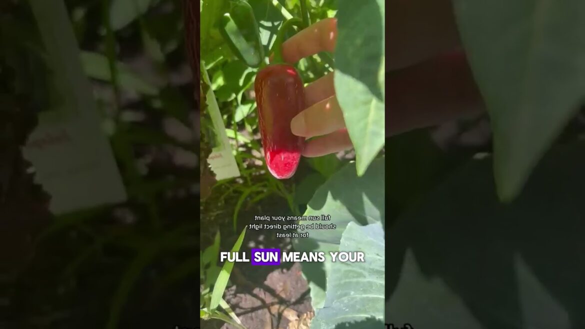 6 Gardening Tips and Trick for Beginner Gardener