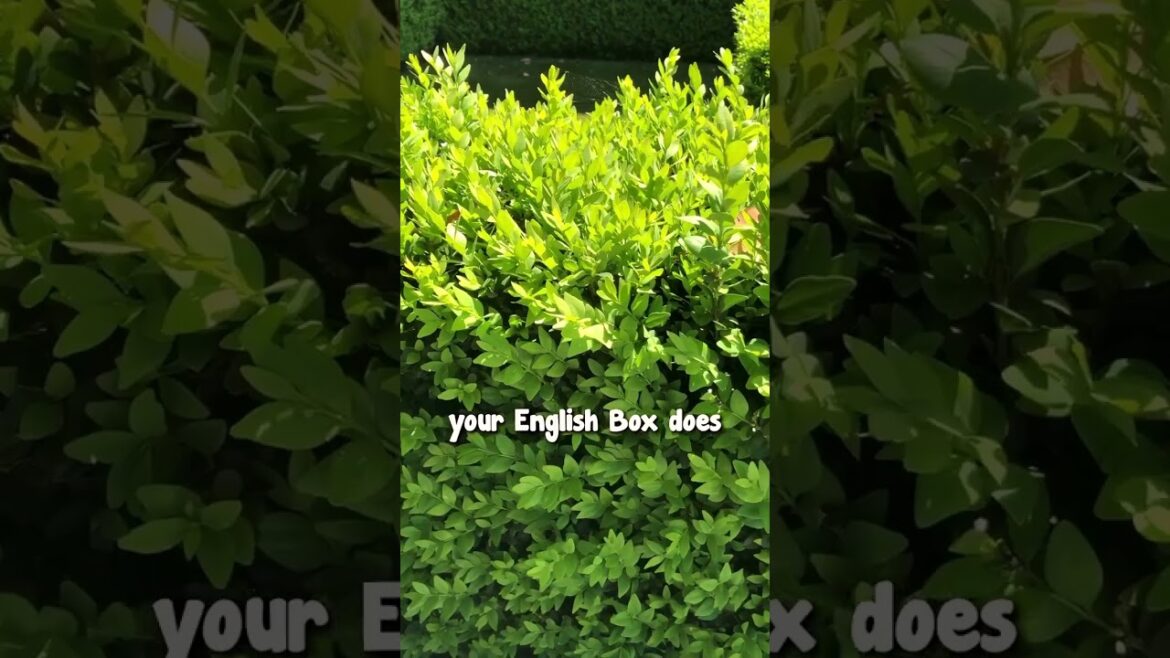 What is the BEST Box to stay green during the winter?🌱✨☃️