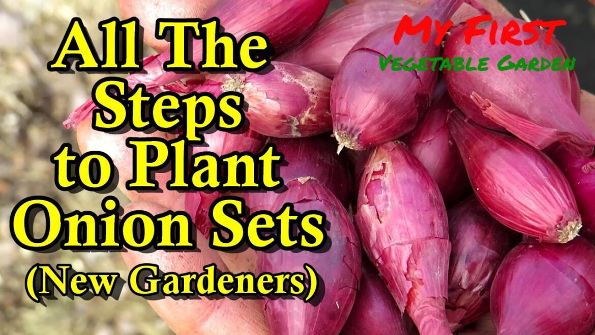 How to Easily Plant Onion Sets for New Gardeners: Plant Onions in March & April