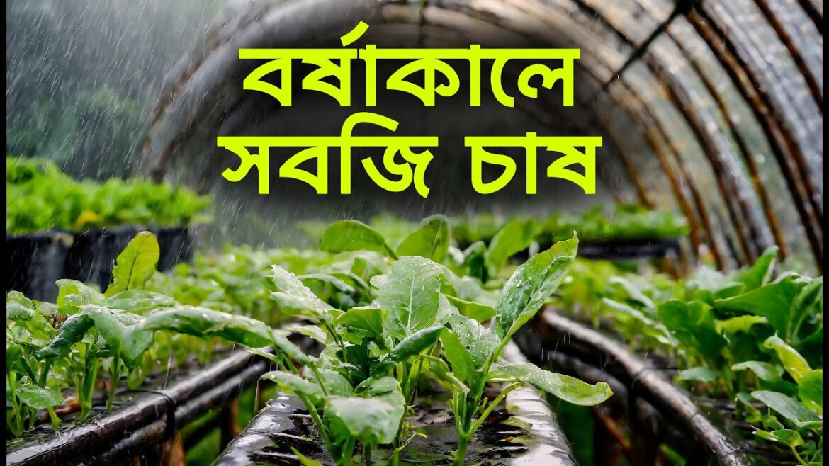 Rainy season vegetable gardening বর্ষাকালে সবজি চাষ বর্ষায় ভরপুর যে সবজিগুলো চাষ করা যাবে