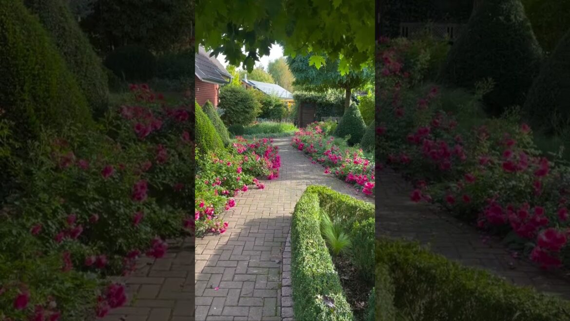 Rest of the week.#beautiful #flowers #garden #relaxing  #shorts Rest of the week.#beautiful #flowers #garden #relaxing  #shorts