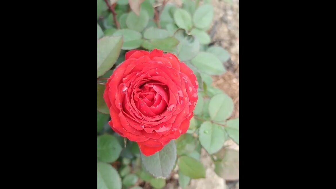 Absolute Best Tips for Growing Roses🌹