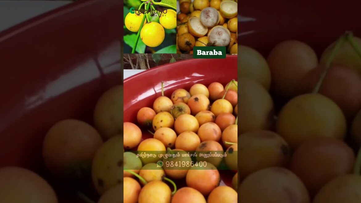 ✨Vitamins ஆதிகம் உள்ள பார்பரா பழம் | Easy Home Garden Tips: Grow Vitamin-Rich Baraba Fruit! 🍊🤩 ✨Vitamins ஆதிகம் உள்ள பார்பரா பழம் | Easy Home Garden Tips: Grow Vitamin-Rich Baraba Fruit! 🍊🤩