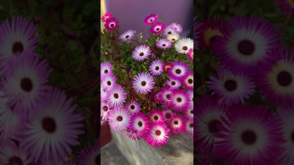 Beautifull flower garden #flowers #gardening #shorts #gardeningtips #viral #viralshortvideo