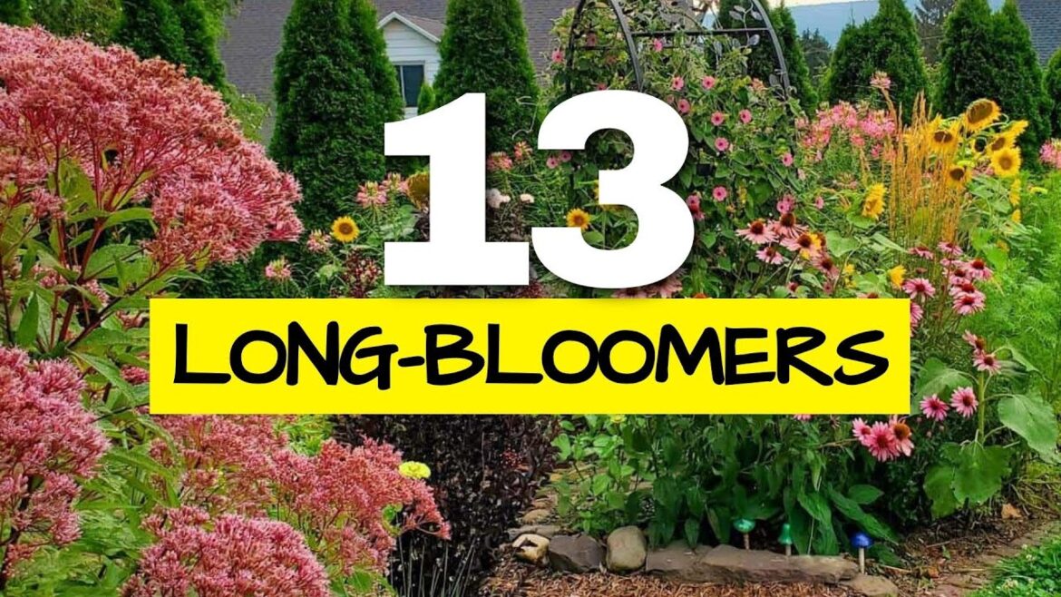 These are the Longest Blooming Perennials in my Garden (I Tracked Them All Year)