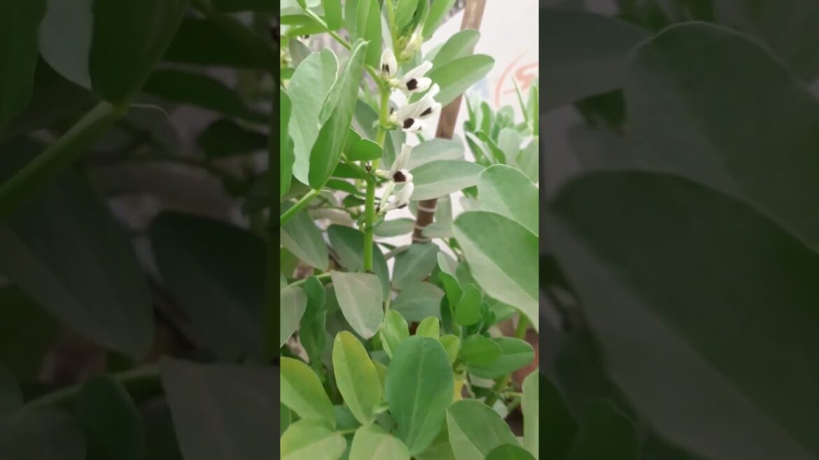 Bakla Flowering start| how to grow Bakla- Update #gardening #containergardening #shorts Bakla Flowering start| how to grow Bakla- Update #gardening #containergardening #shorts